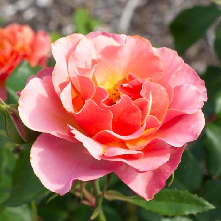 Rosa Tequila® 'Supreme' - Tequila® Supreme Shrub Rose from Willowbrook Nurseries