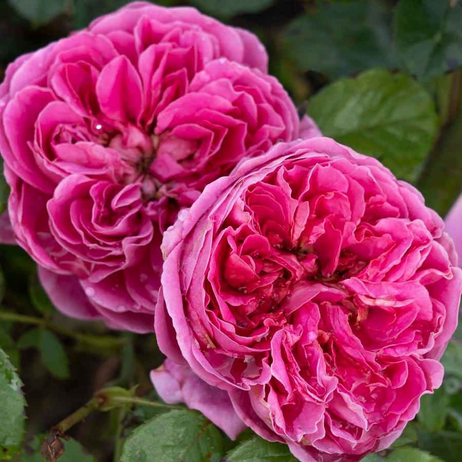 Rosa 'PowerPuff Pink®' - Floribunda Rose from Willowbrook Nurseries