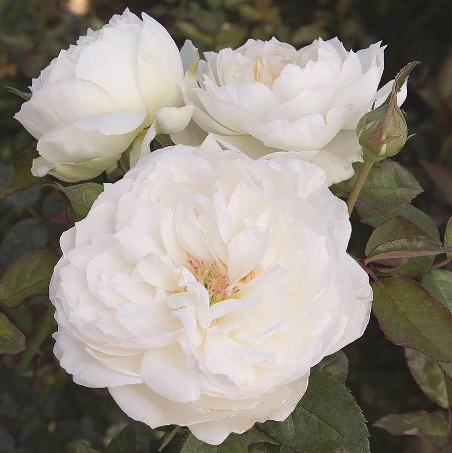 Rosa 'Bolero™' - Bolero™ Shrub Rose from Willowbrook Nurseries