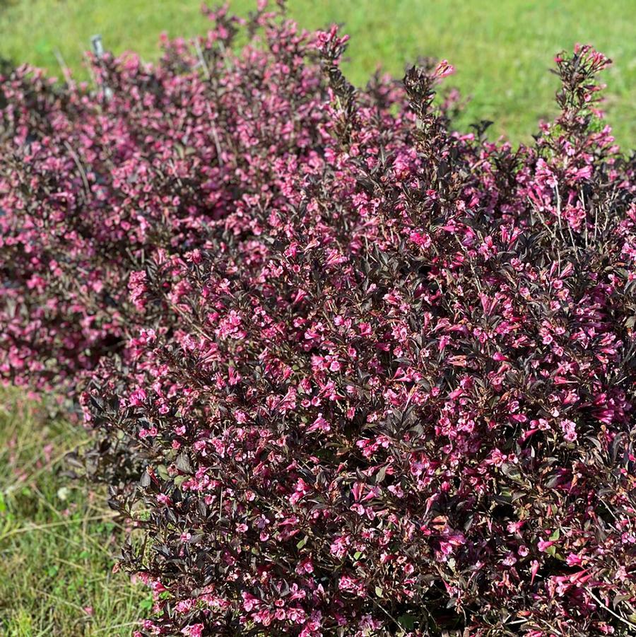 Weigela florida 'Very Fine Wine®' - Very Fine Wine® Weigela from Willowbrook Nurseries