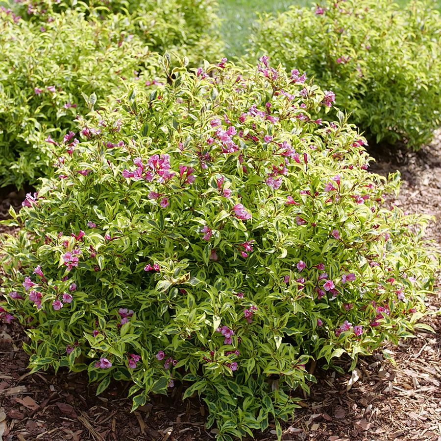 Weigela florida 'Bubbly Wine®' - Bubbly Wine® Weigela from Willowbrook Nurseries