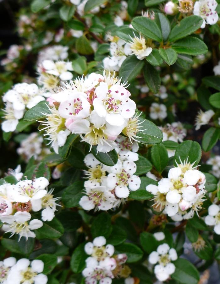 Cotoneaster dammeri Coral Beauty