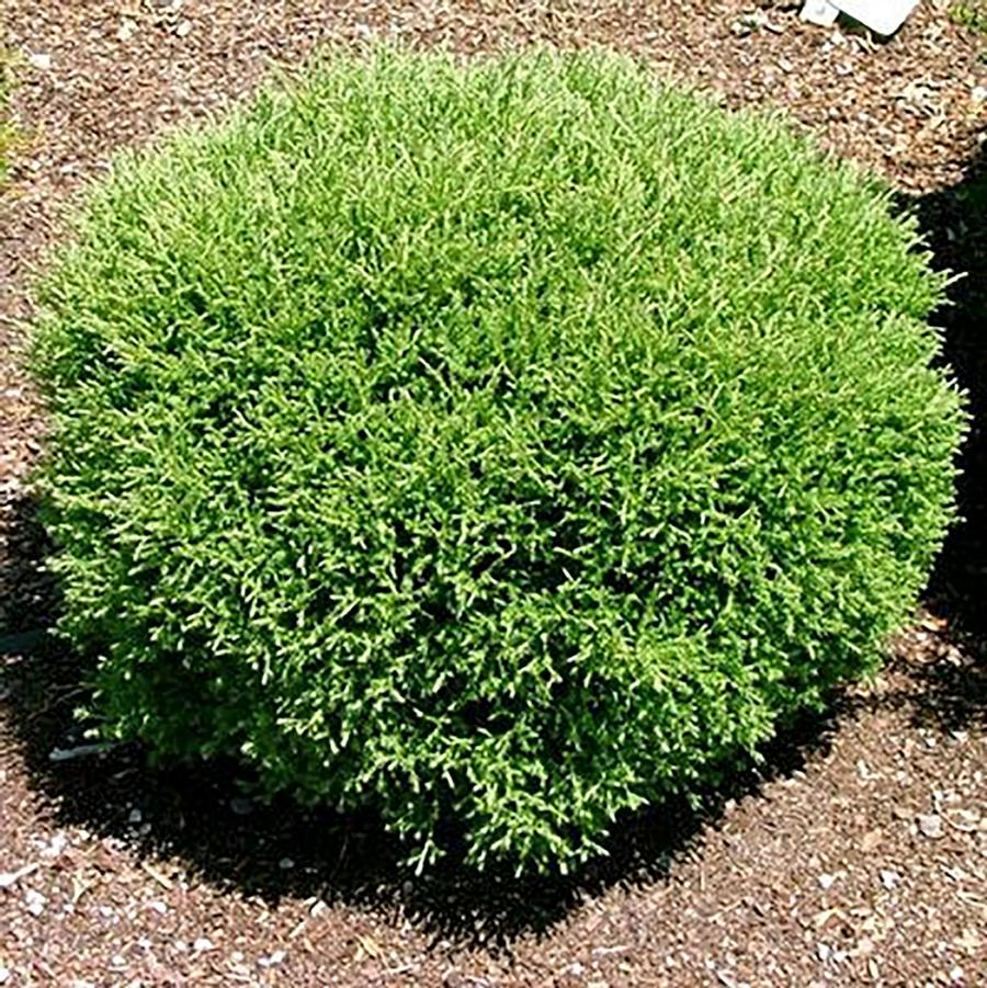 Thuja occidentalis 'Mr. Bowling Ball®' - Mr. Bowling Ball™ Cedar from Willowbrook Nurseries