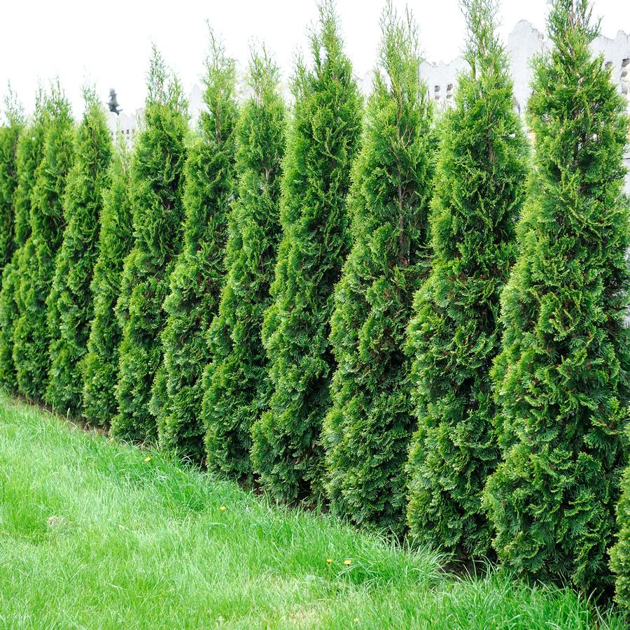 Thuja occidentalis 'North Pole®' - North Pole® Cedar from Willowbrook Nurseries