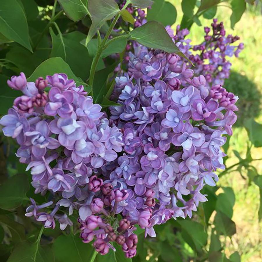 Syringa x hyacinthiflora Scentara® 'Double Blue' - Sentara Double Blue Lilac from Willowbrook Nurseries