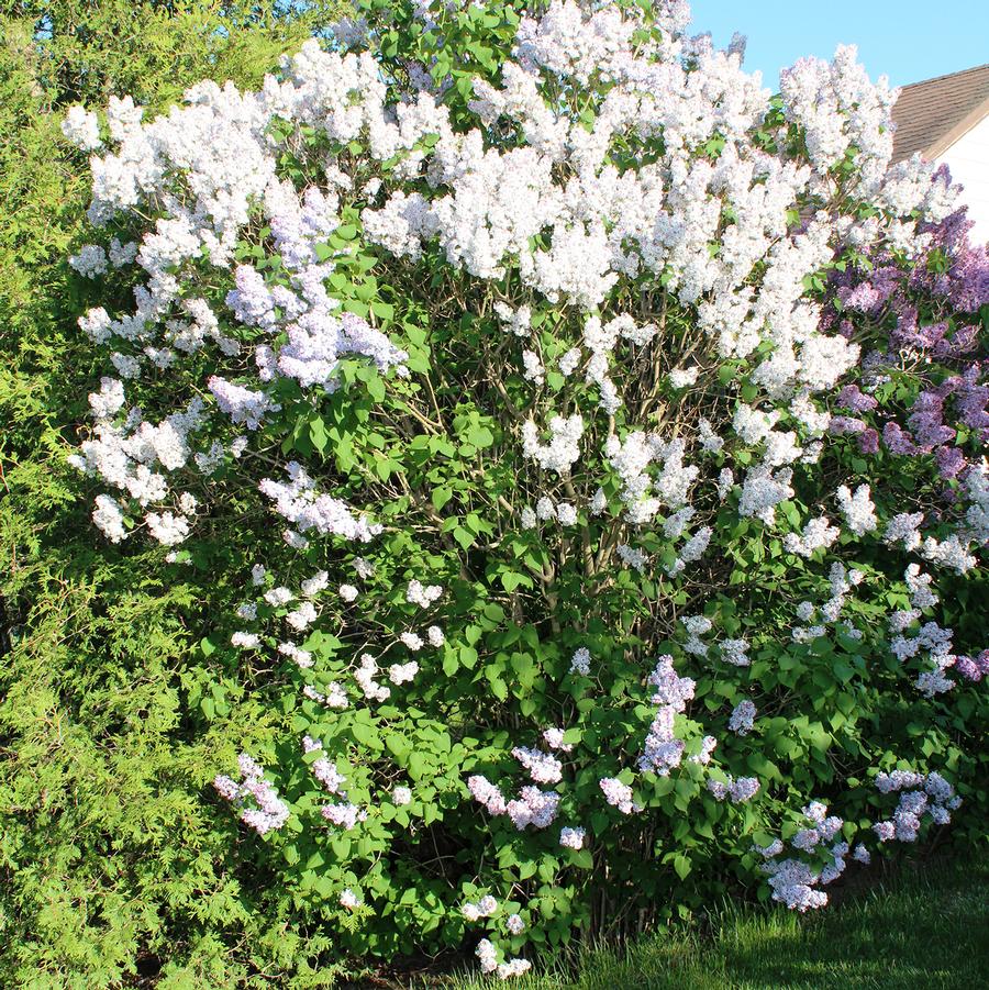 Syringa vulgaris 'Fiala's Remembrance' - Fiala Remembrance French Hybrid Lilac from Willowbrook Nurseries