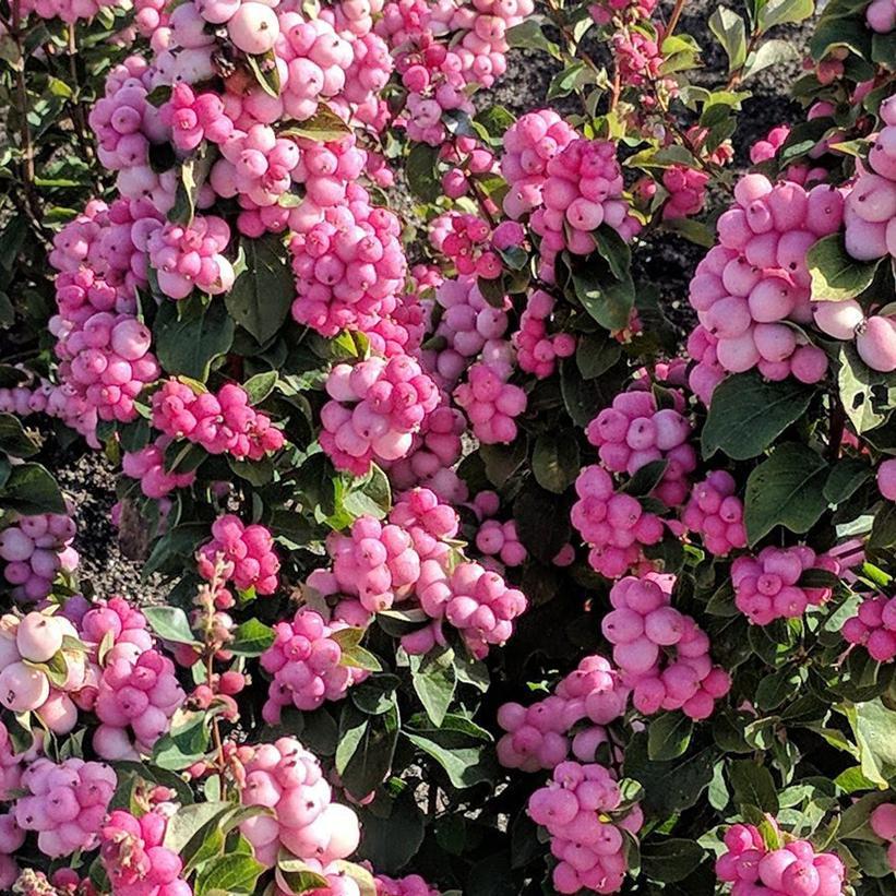 Symphoricarpos x doorenbosii 'Pinky Promise™' - Pinky Promise™ Coral Berry from Willowbrook Nurseries