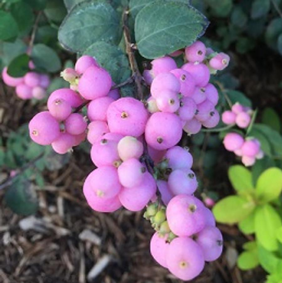 Symphoricarpos 'Proud Berry®' - Proud Berry® Coral Berry from Willowbrook Nurseries