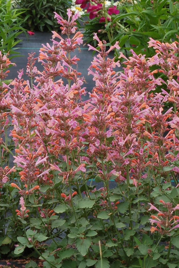 Agastache Kudos™ Ambrosia