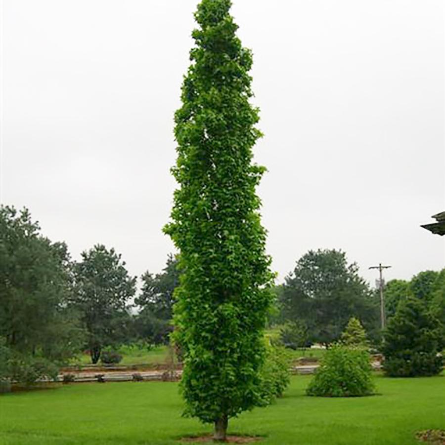 Liquidambar styraciflua Slender Silhouette