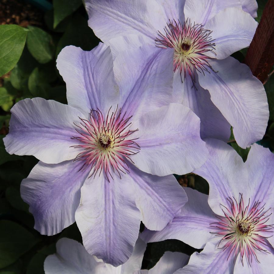 Clematis Vancouver 'Deborah Dahl' - Deborah Dahl Clematis from Willowbrook Nurseries