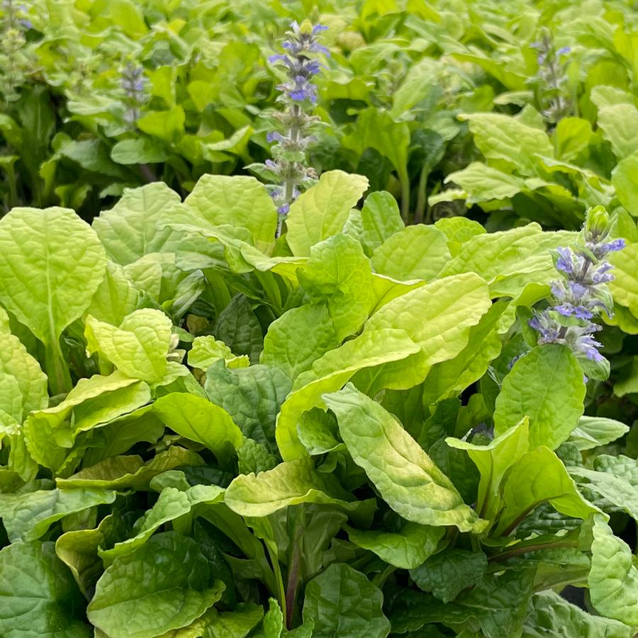 Ajuga Feathered Friends™ 'Tropical Toucan' - Bugleweed from Willowbrook Nurseries