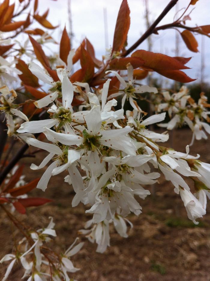 Amelanchier laevis Spring Flurry®