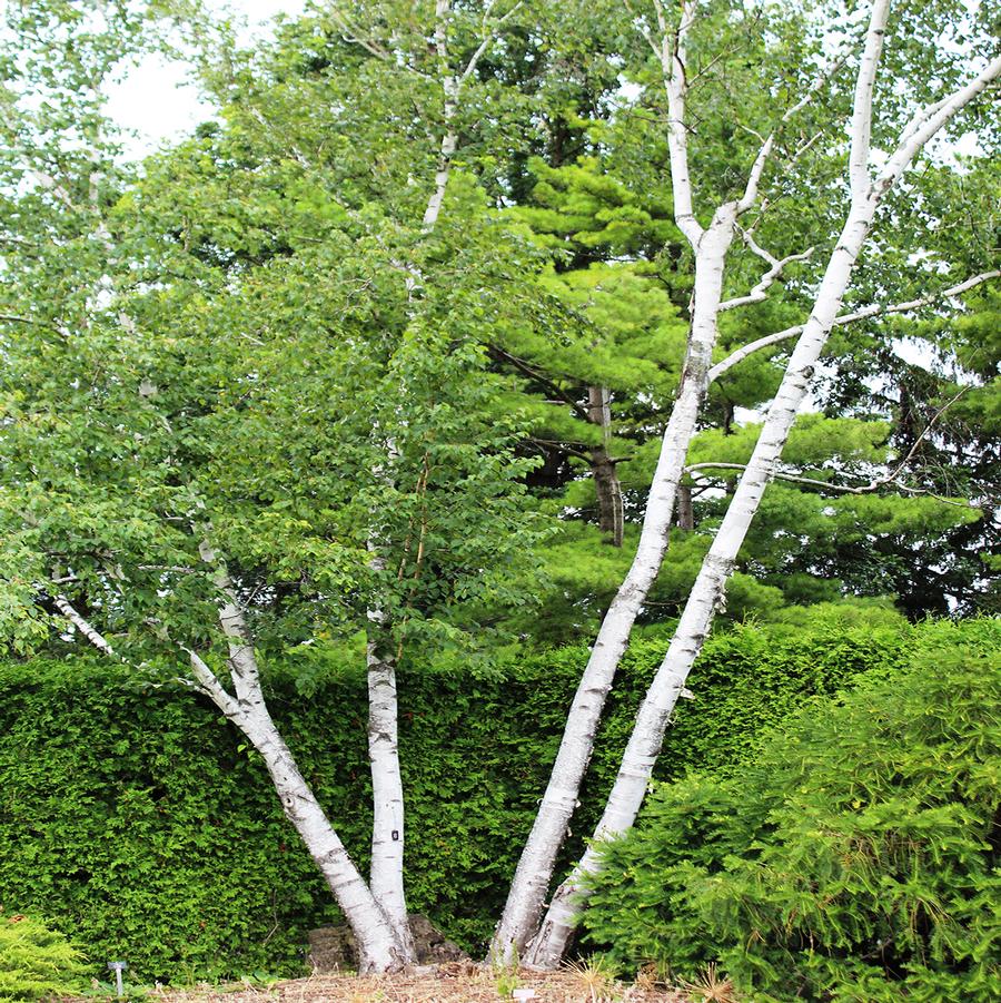 Betula papyrifera - Paper Birch from Willowbrook Nurseries