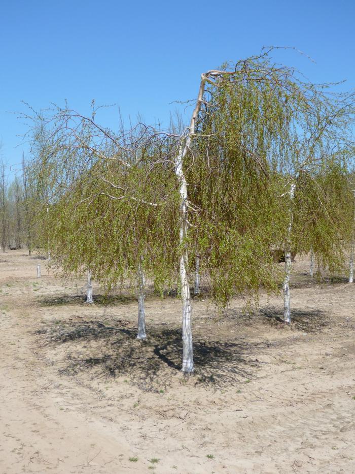 Betula pendula Youngii