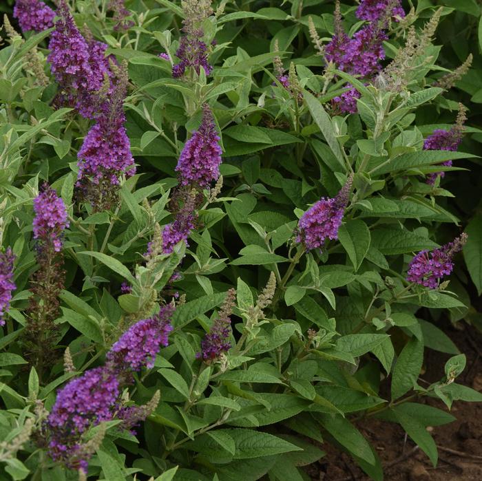 Buddleia davidii Chrysalis™ Blue