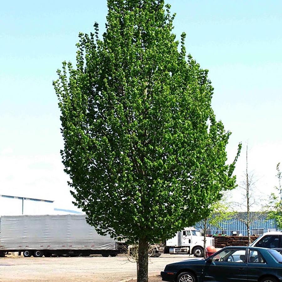 Carpinus betulus 'Emerald Avenue®' - Emerald Avenue® Hornbeam from Willowbrook Nurseries