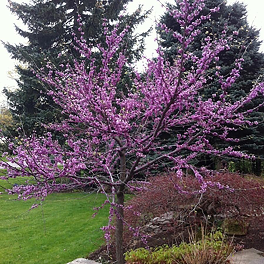 Cercis canadensis Northern Herald® - Northern Herald® Redbud from Willowbrook Nurseries