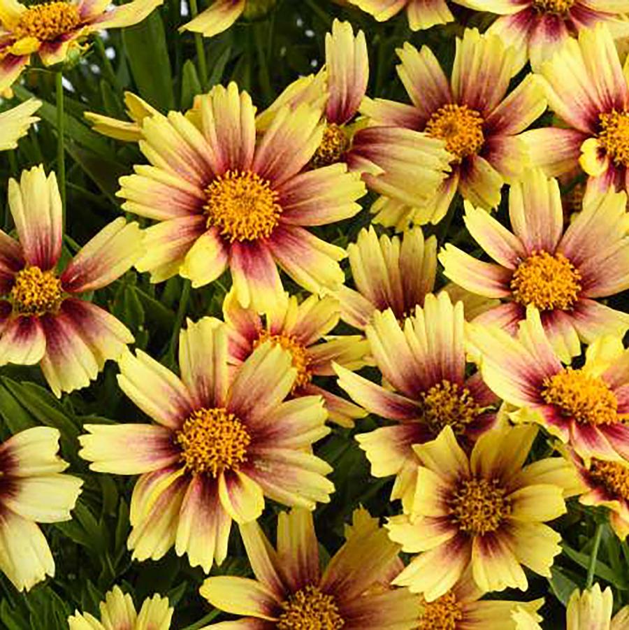 Coreopsis grandiflora Solanna™ 'Sunset Burst' - Sunset Burst Tickseed from Willowbrook Nurseries