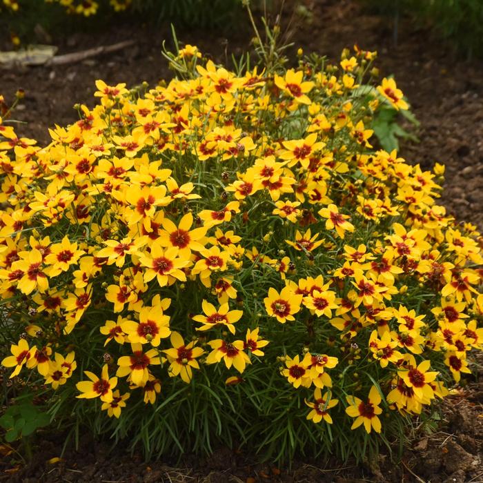 Coreopsis verticillata Designer Threads™ Golden Needles