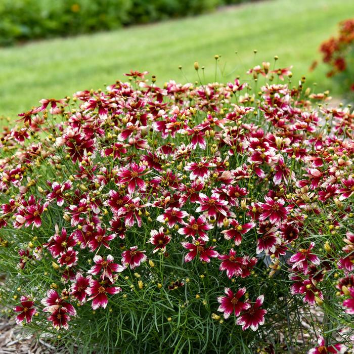 Coreopsis verticillata Designer Threads™ Heartstrings