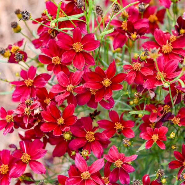 Coreopsis verticillata Designer Threads™ 'Scarlet Ribbons' - Scarlett Ribbons Tickseed from Willowbrook Nurseries