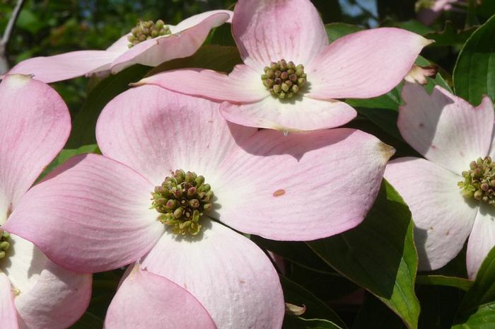 Cornus Stellar Pink®