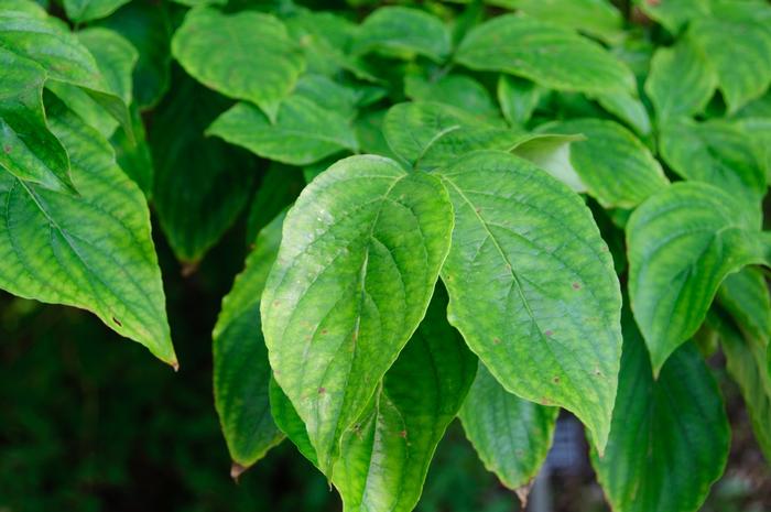 Cornus florida 