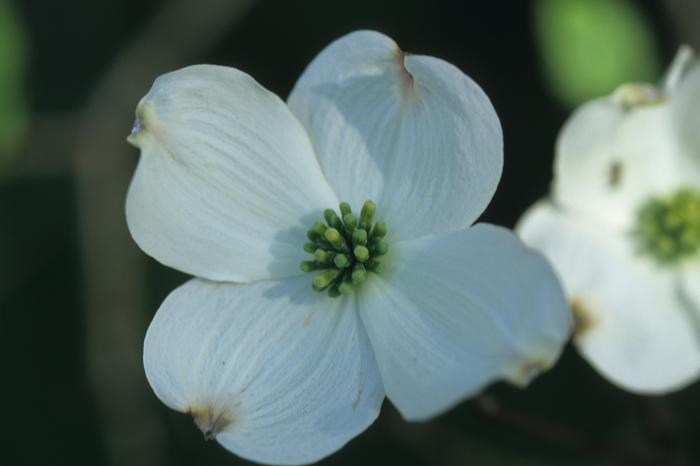 Cornus florida Rainbow®