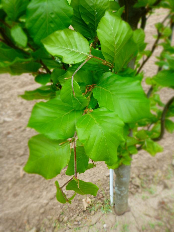 Fagus sylvatica Dawyck Green