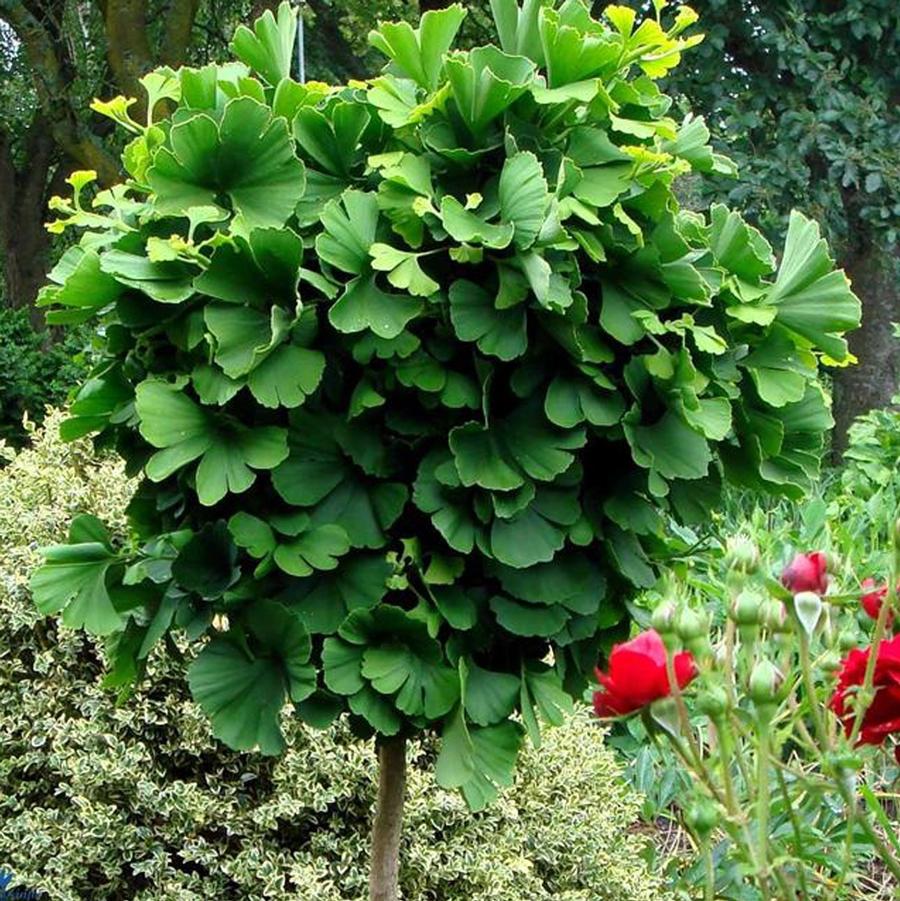 Ginkgo biloba 'Mariken' - Mariken Ginkgo Tree from Willowbrook Nurseries