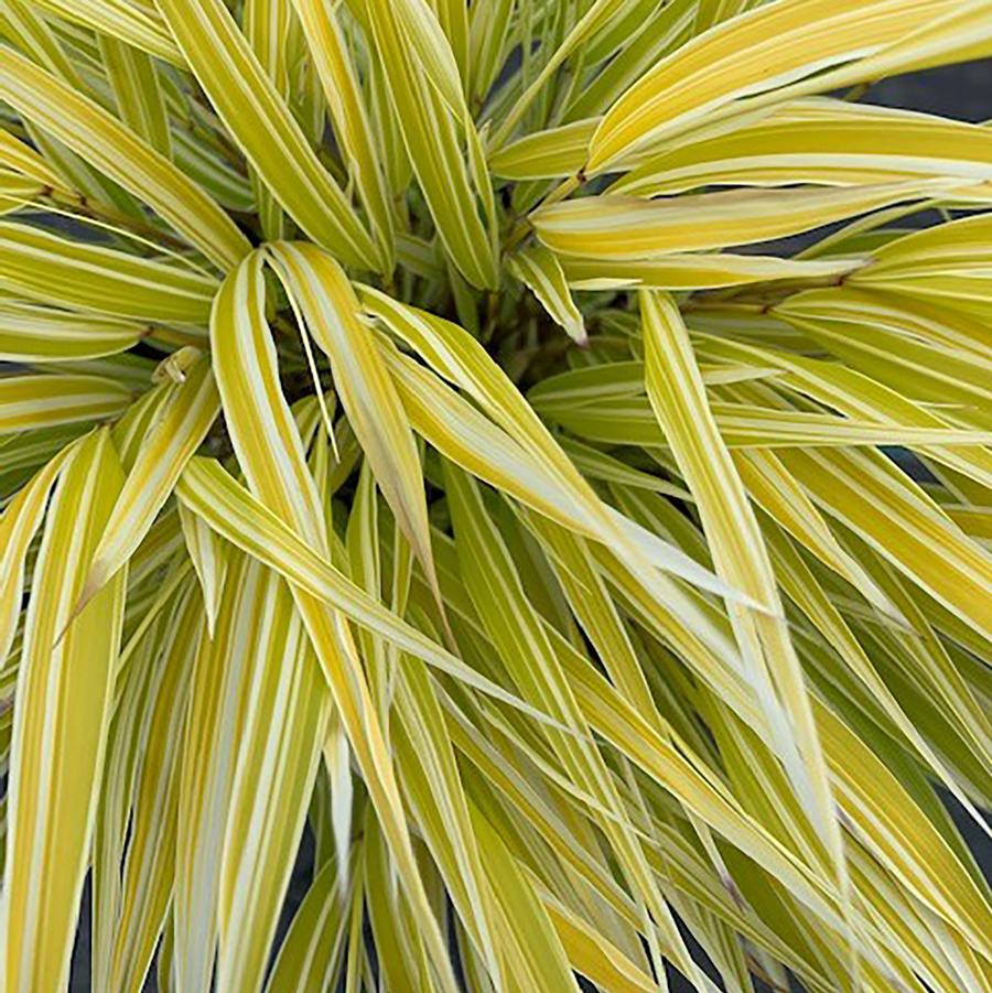 Hakonechloa macra 'Lemon Zest' - Lemon Zest Japanese Forest Grass from Willowbrook Nurseries