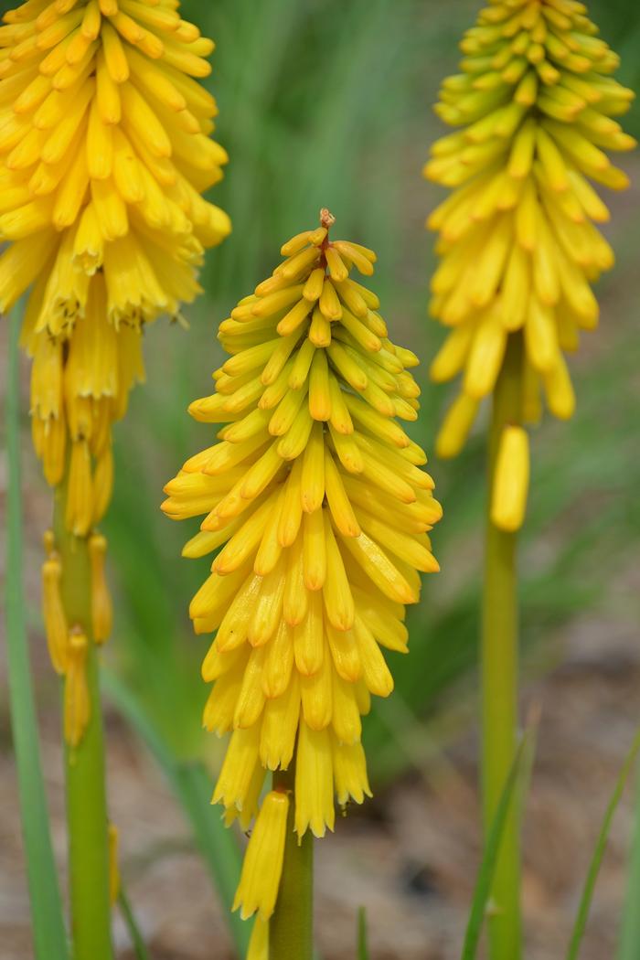 Kniphofia Pyromania™ Solar Flare