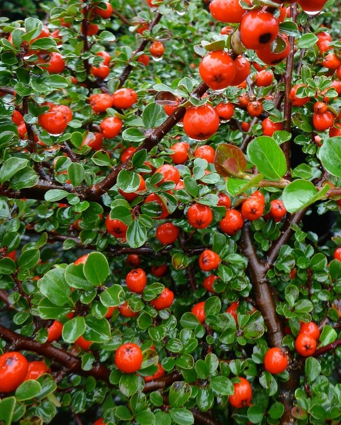 Cotoneaster apiculatus 