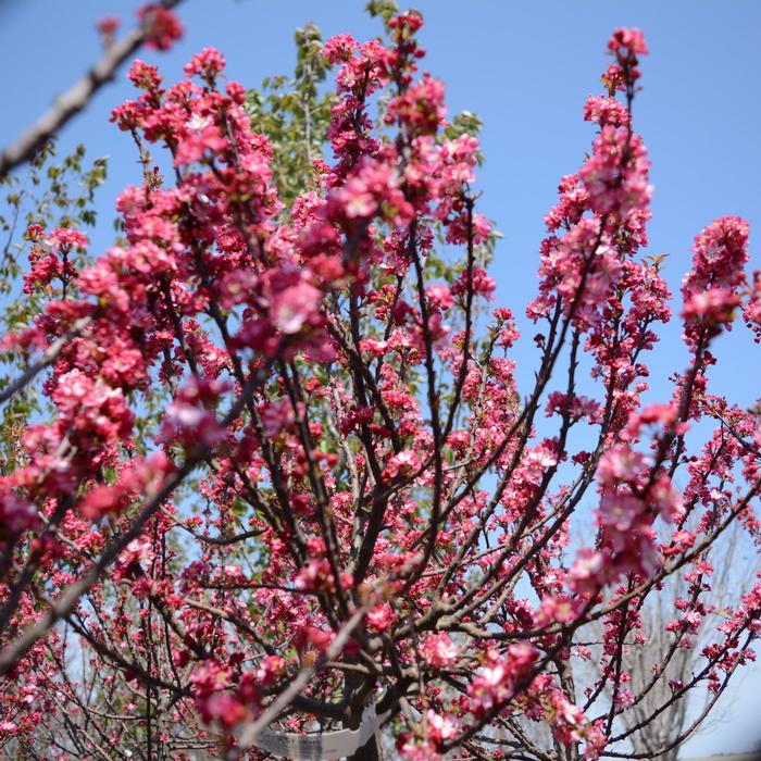 Malus Coralburst