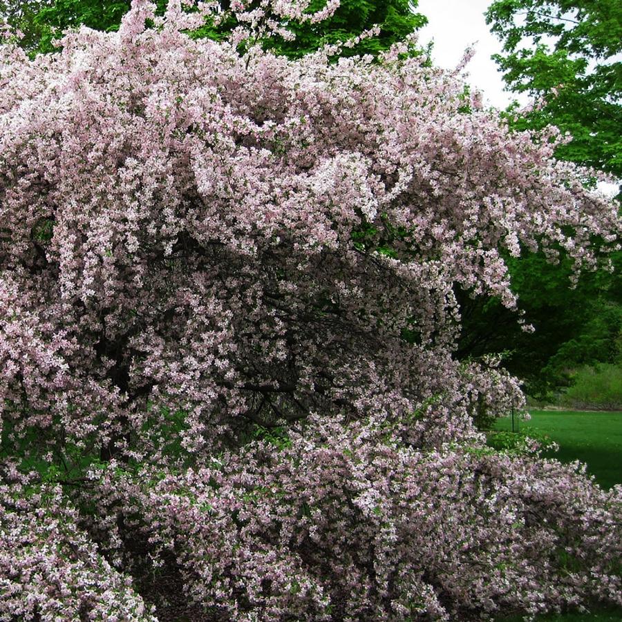 Malus 'Louisa' - Louisa Weeping Crabapple from Willowbrook Nurseries