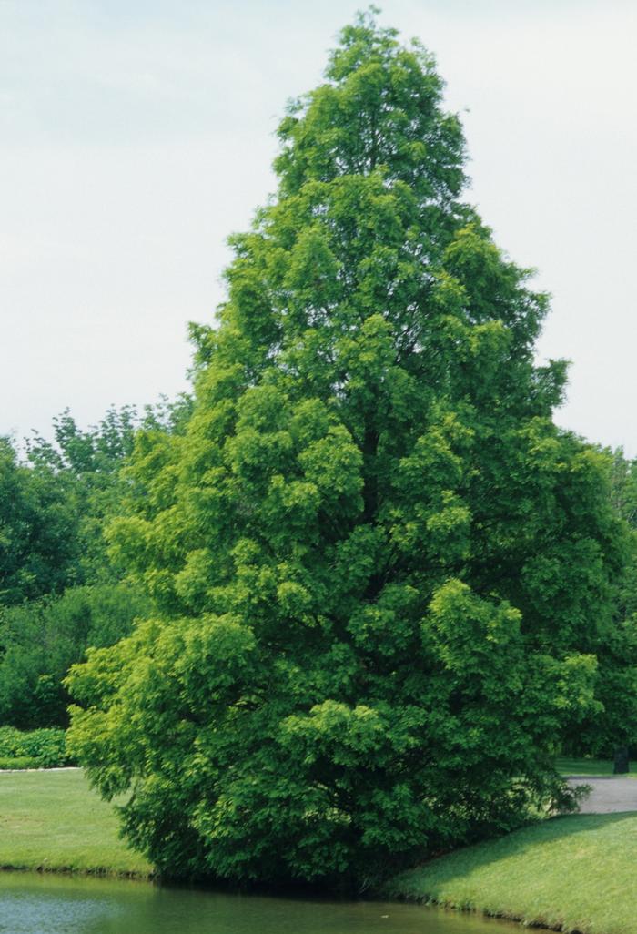 Metasequoia glyptostroboides 