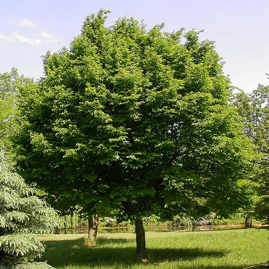 Ostrya virginiana - Ironwood Tree from Willowbrook Nurseries