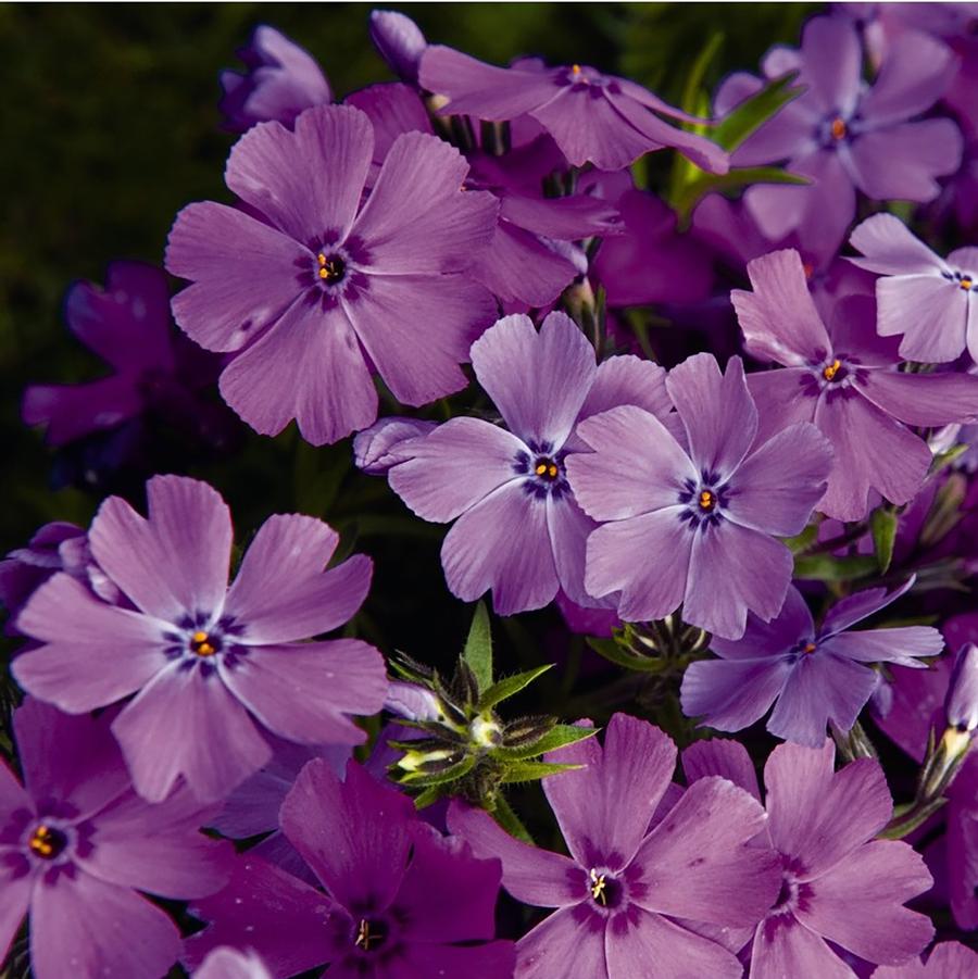 Phlox subulata 'Spring Purple' - Spring purple Creeping Phlox from Willowbrook Nurseries