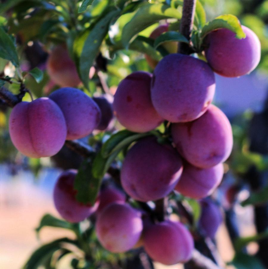 Prunus salicina 'Santa Rosa' - Santa Rosa Japanese Plum from Willowbrook Nurseries