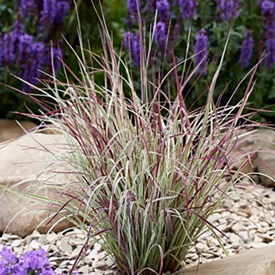 Schizachyrium scoparium 'Chameleon' - Chamelon Little Bluestem Grass from Willowbrook Nurseries