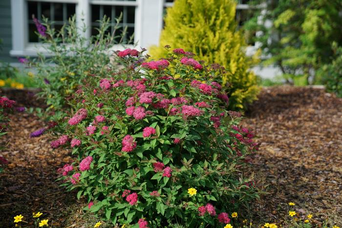 Spiraea japonica Double Play Doozie®