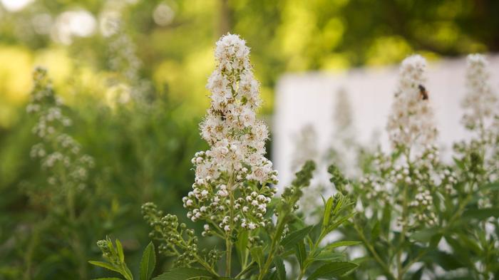 Spiraea alba var. latifolia 