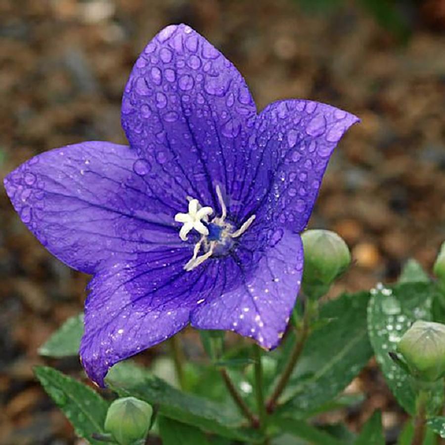 Platycodon grandiflorus Astra Blue