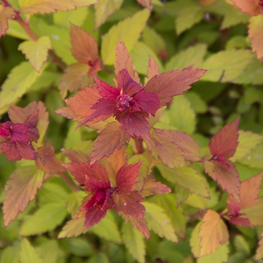 Spiraea japonica Rainbow Fizz™ - Rainbow Fizz™ Spirea from Willowbrook Nurseries