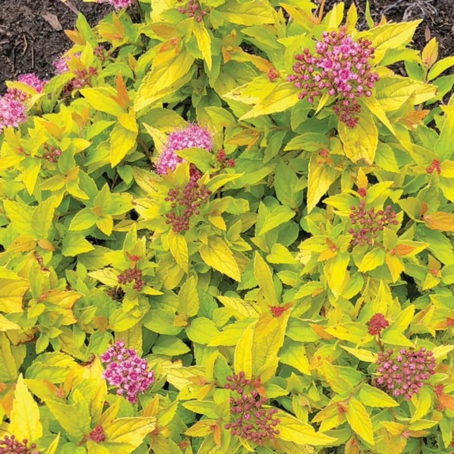 Spiraea japonica 'Pineapple Poprocks®' - Pineapple Poprocks Spirea from Willowbrook Nurseries