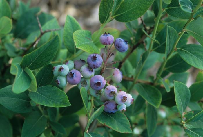 Vaccinium corymbosum Elliott