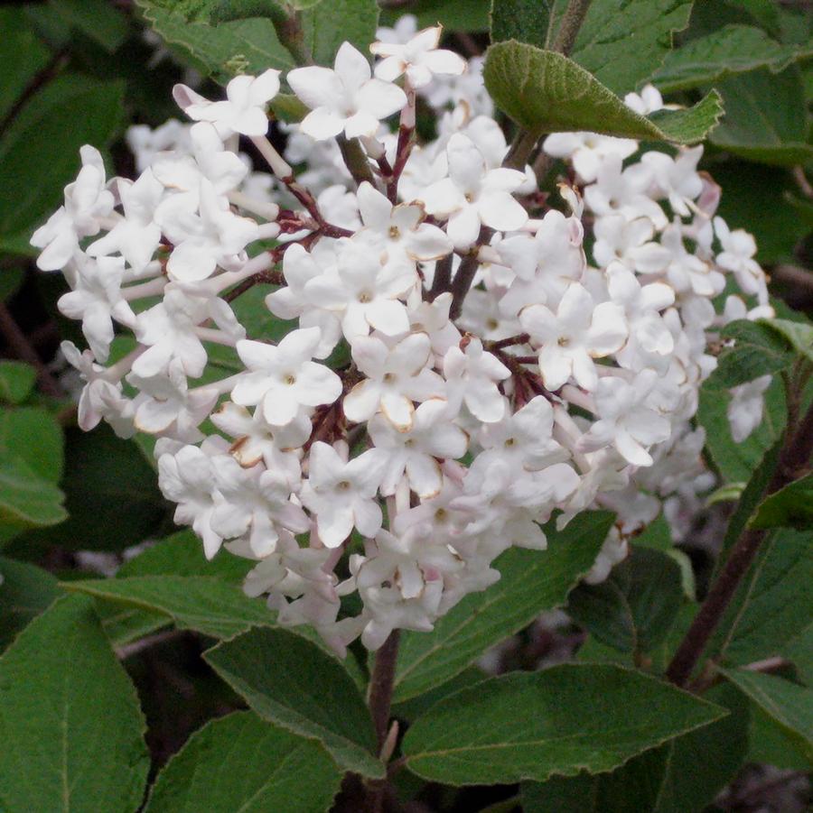 Viburnum carlesii - Koreanspice Viburnum from Willowbrook Nurseries