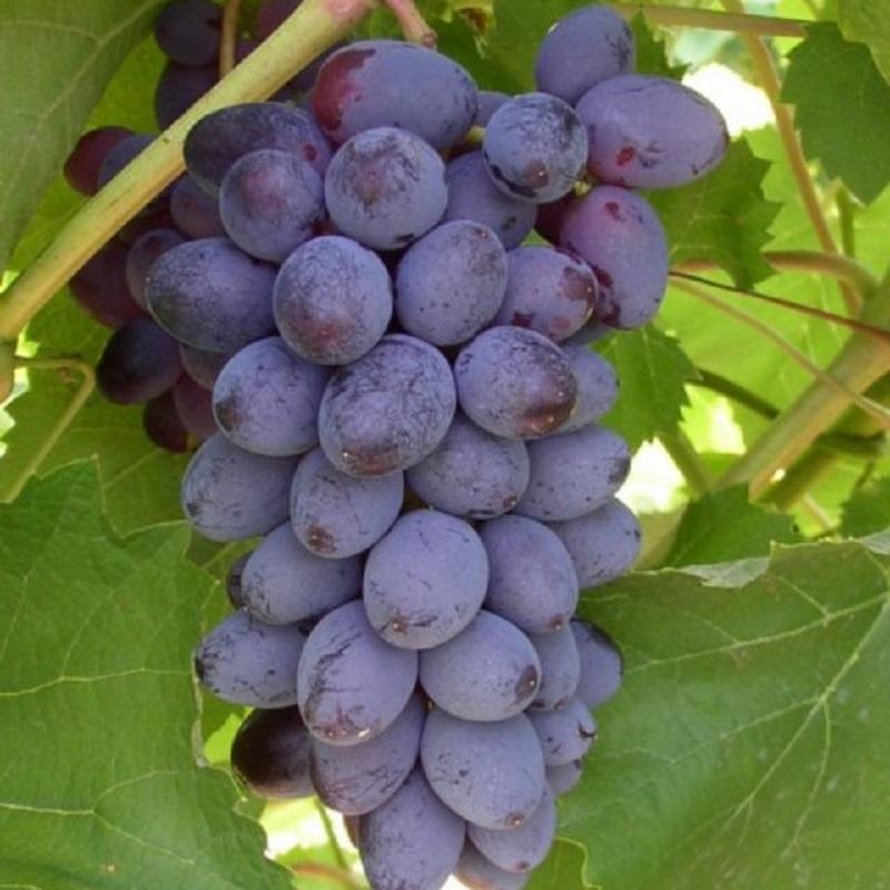 Vitis 'Jupiter' - Jupiter Grape from Willowbrook Nurseries