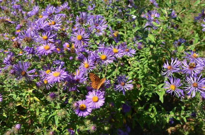 Symphyotrichum (Aster) novae angliae